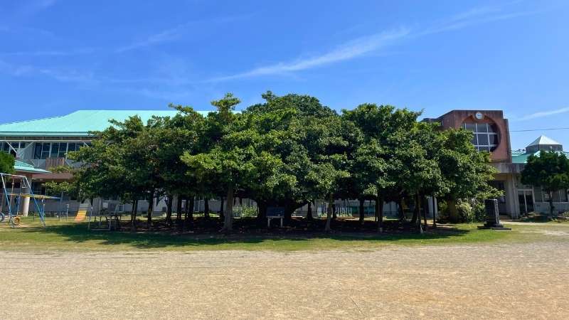 日本一のガジュマルの木（国頭小学校の校庭）